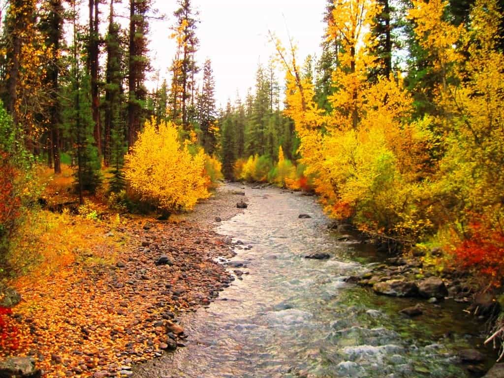 Fall colors on the imnaha river in remote northeastern oregon.