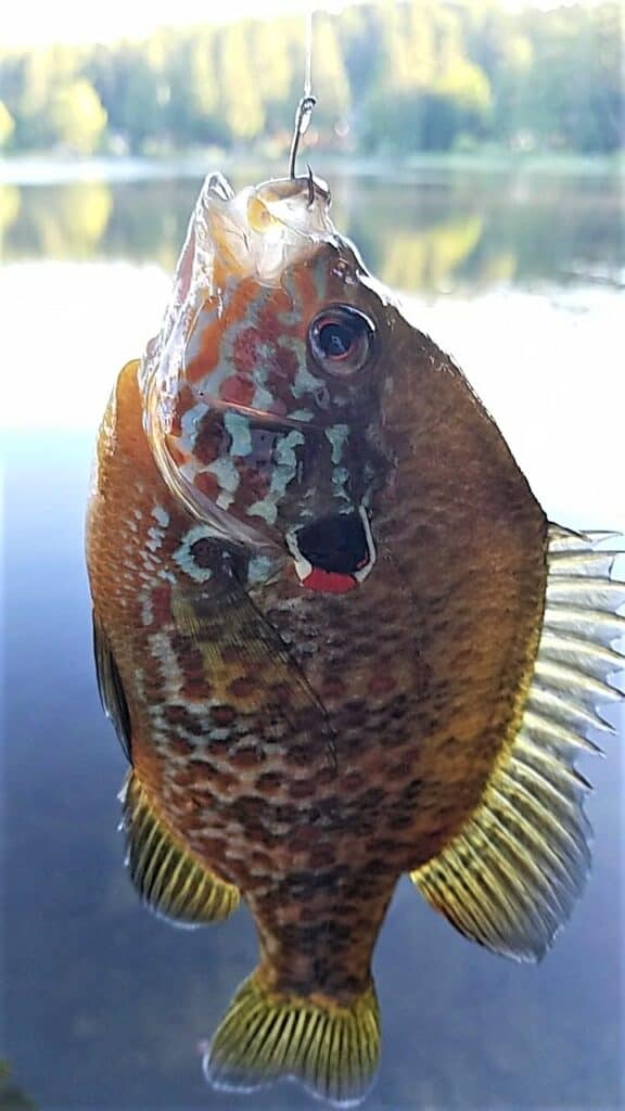 Fishing for Bluegill and Sunfish: Simple Techniques and Tips