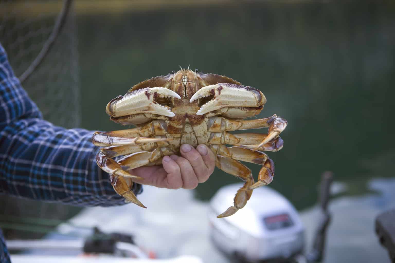 Best Crabbing on the Oregon Coast What Are the Top 10 Bays? Best