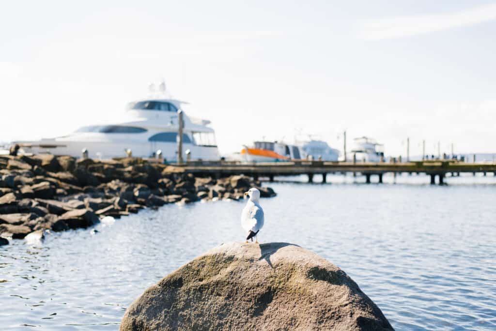Seagull overlooking large boats docked at Lake Washington.
