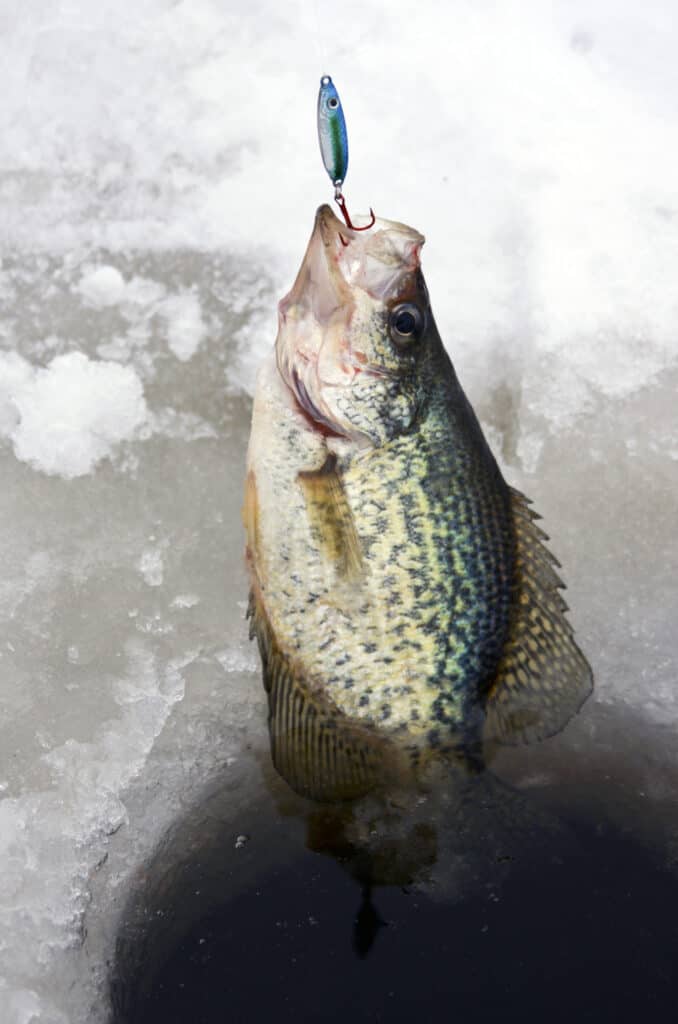 Crappie Fishing in the Summer  Best Spots and Lures 