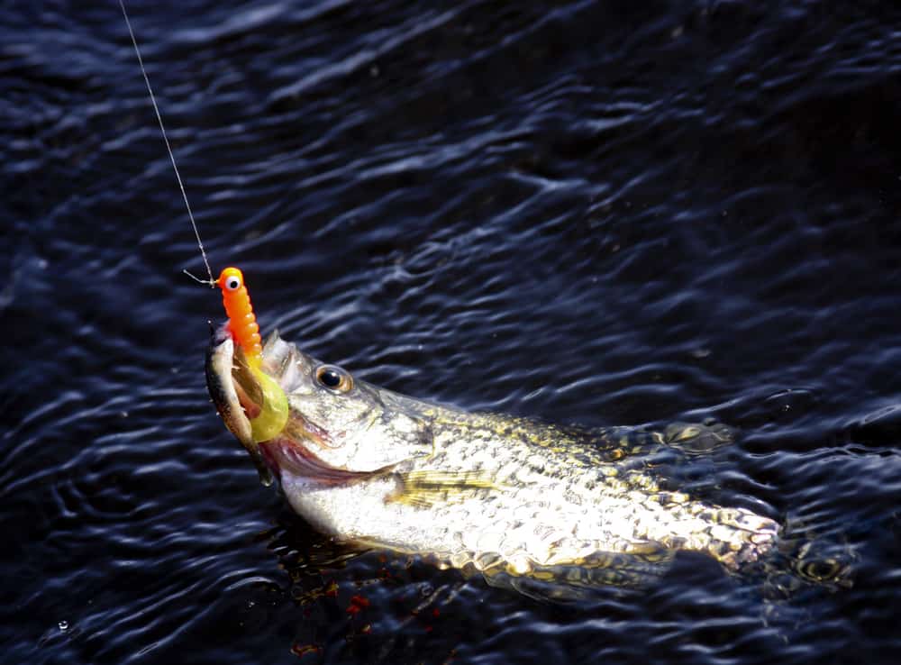 A crappie on the surface of the water hooked with an orange jig.