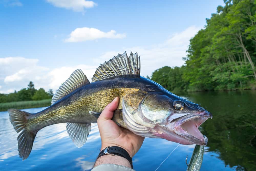 Walleye Fishing: Simple Techniques and Tips • Air Gun Maniac