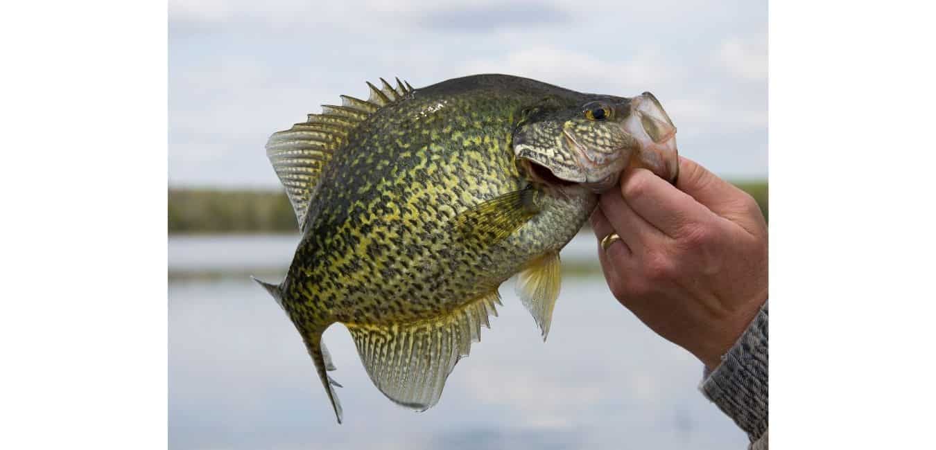 Spring Crappie Fishing is Some of the Best You'll Get All Year