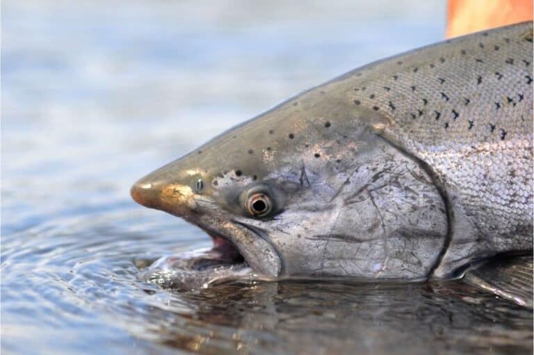Best Salmon Fishing Rivers in California (2024) Best Fishing in America