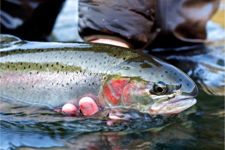 Best Steelhead Fishing Rivers in California