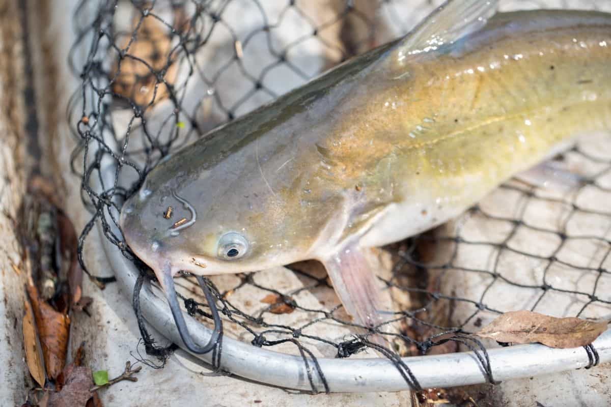 10 Best Catfish Fishing Spots in Washington - Best Fishing in America