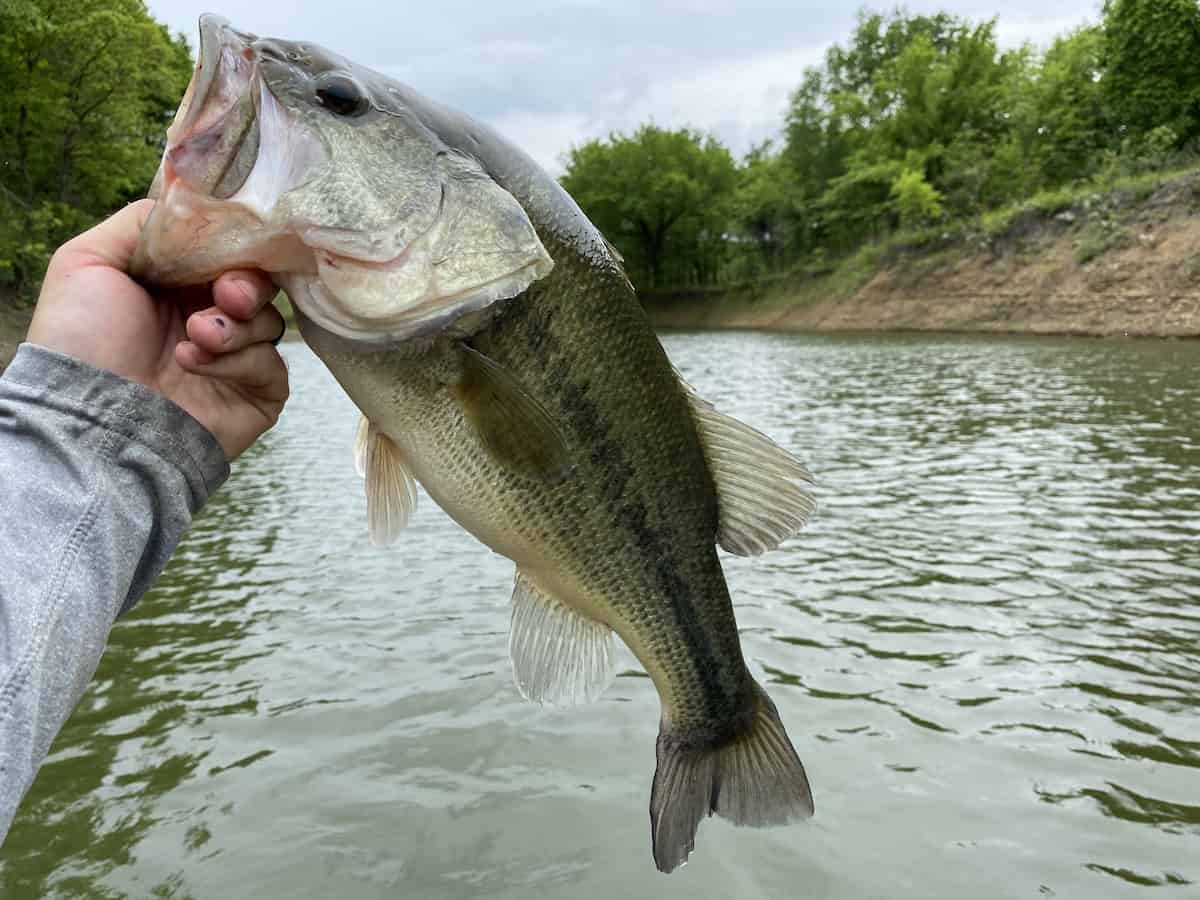12 Great Bass Fishing Lakes in Oklahoma - Best Fishing in America