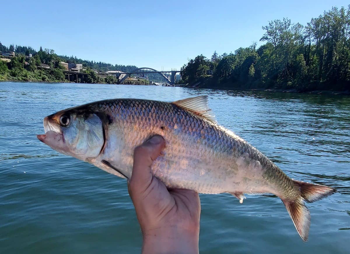 American Shad Fishing: Simple Tips and Techniques - Best Fishing