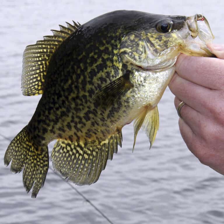 Best Fishing in America - Free guide to catching more fish