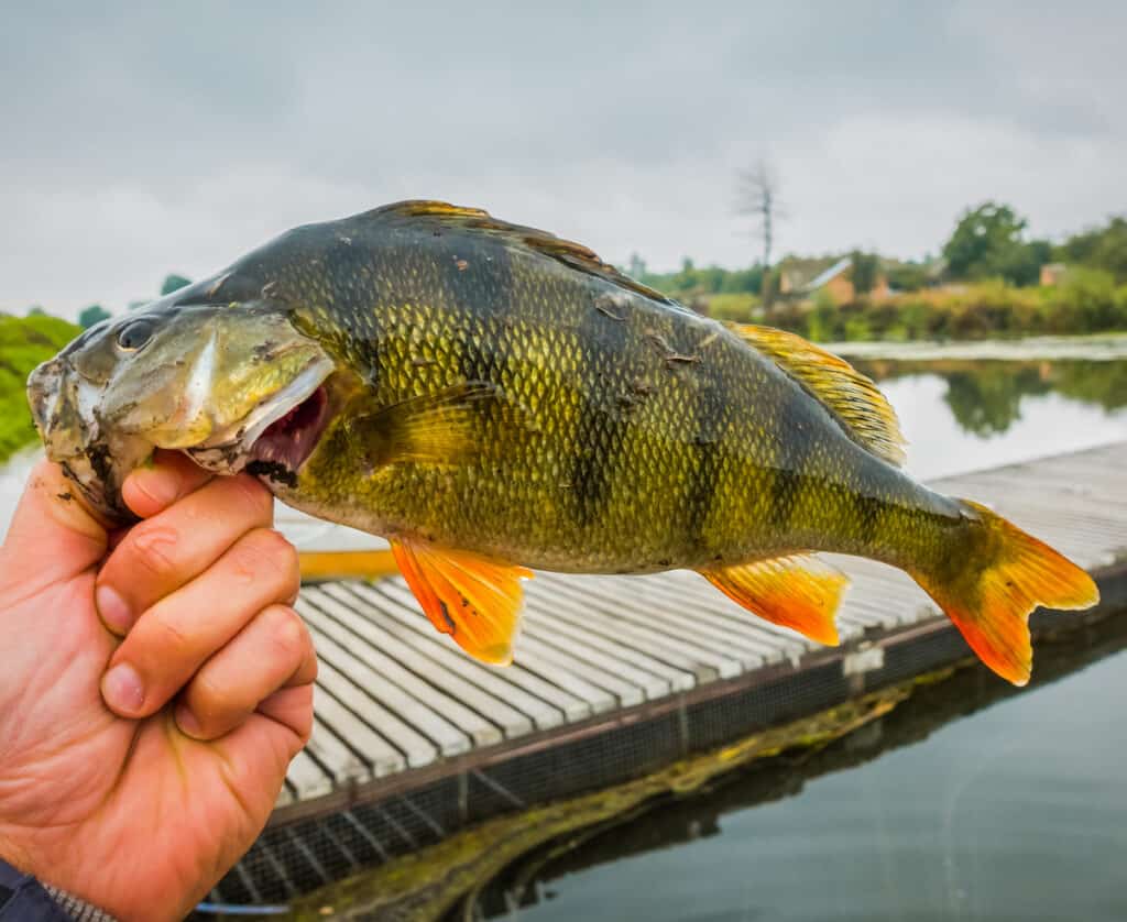 What Is A Good Size Perch To Keep