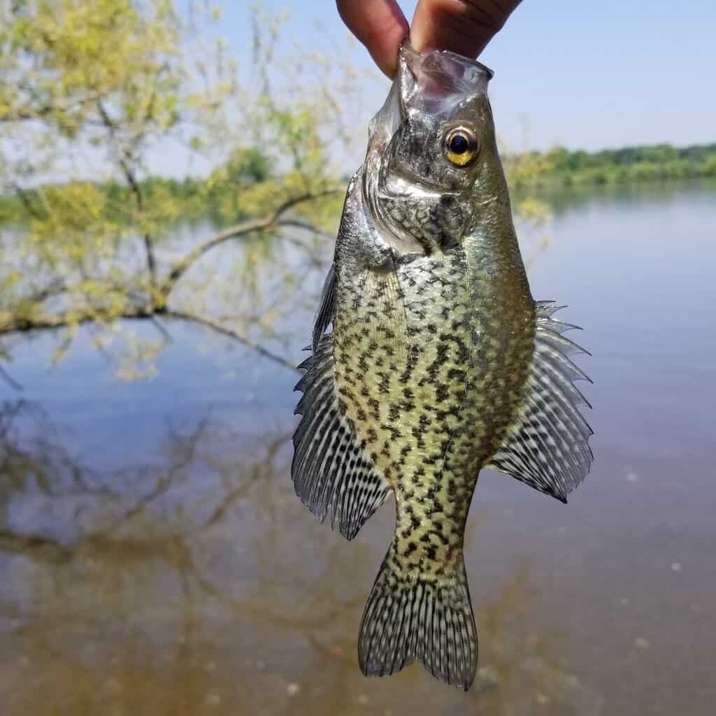 14 Best Crappie Fishing Lakes in Alabama Best Fishing in America