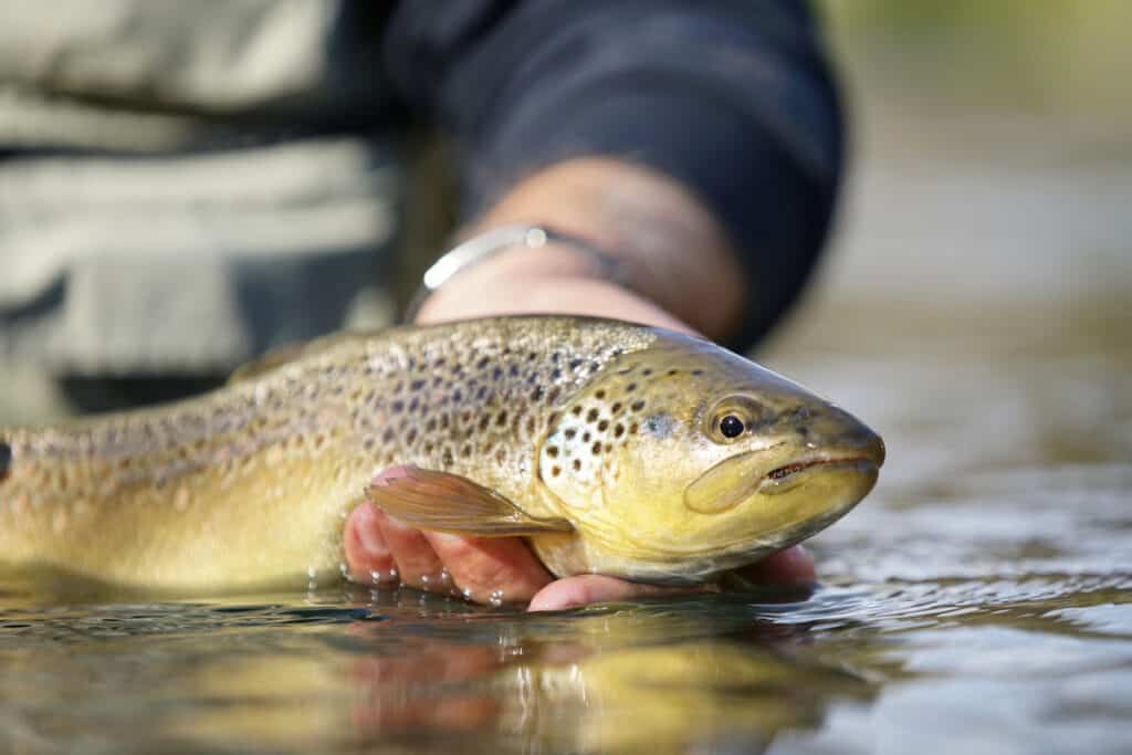 13 Best Trout Fishing Rivers and Lakes in Arkansas Best Fishing in