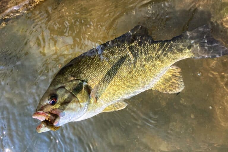 Ohio River Fishing Essential Angler S Guide Best Fishing In America   Us Smallmouth Bass Fishing Richard Corrigan 768x512 