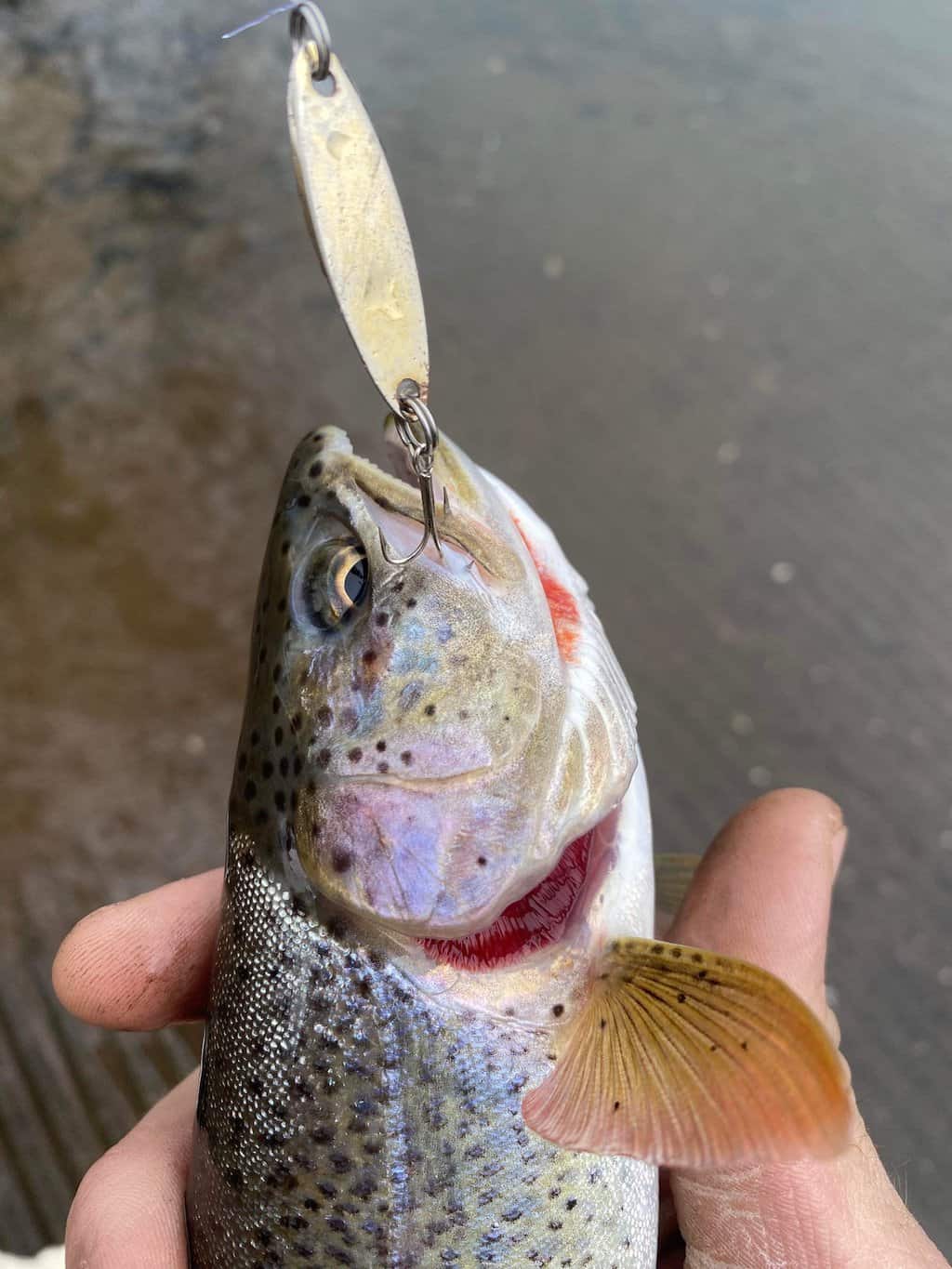 trout power bait techniques - Google Search  Trout fishing tips, Trout  fishing, Trout fishing lures
