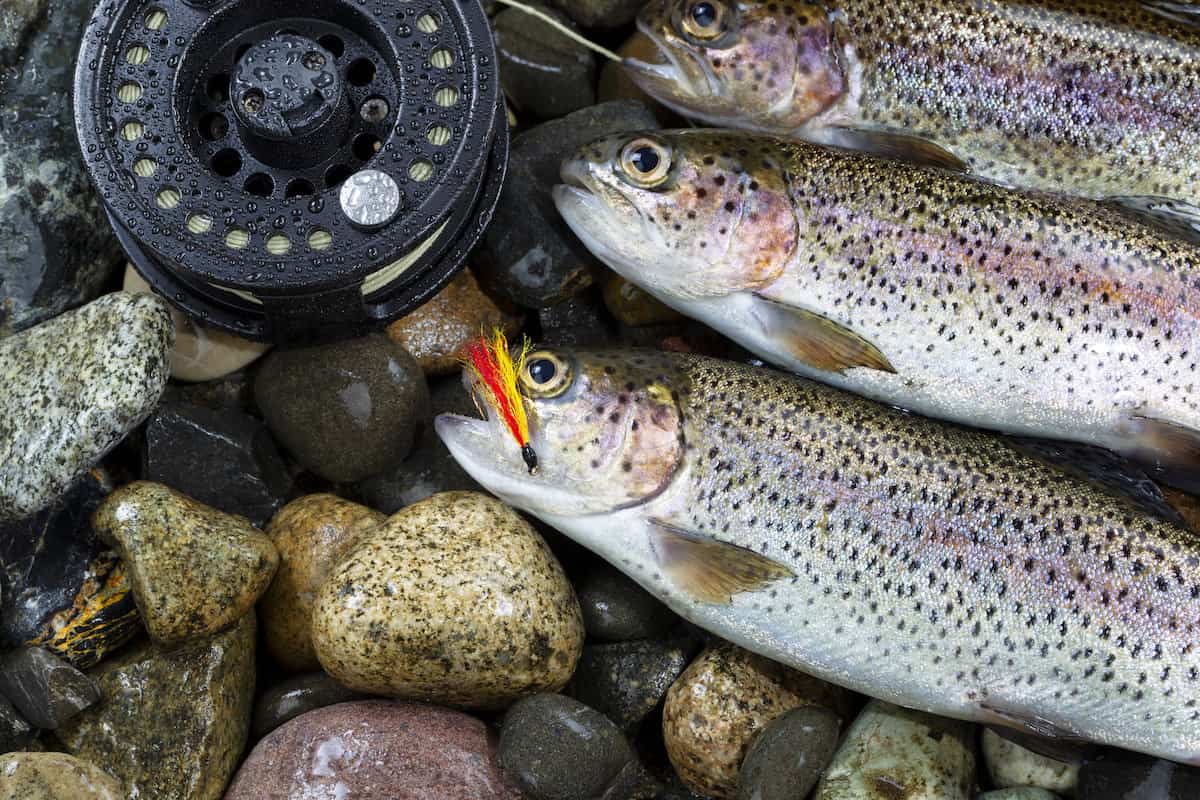 https://www.bestfishinginamerica.com/wp-content/uploads/2024/01/us-rainbow-trout-fly-fishing-reel-tab62-Depositphotos.jpg