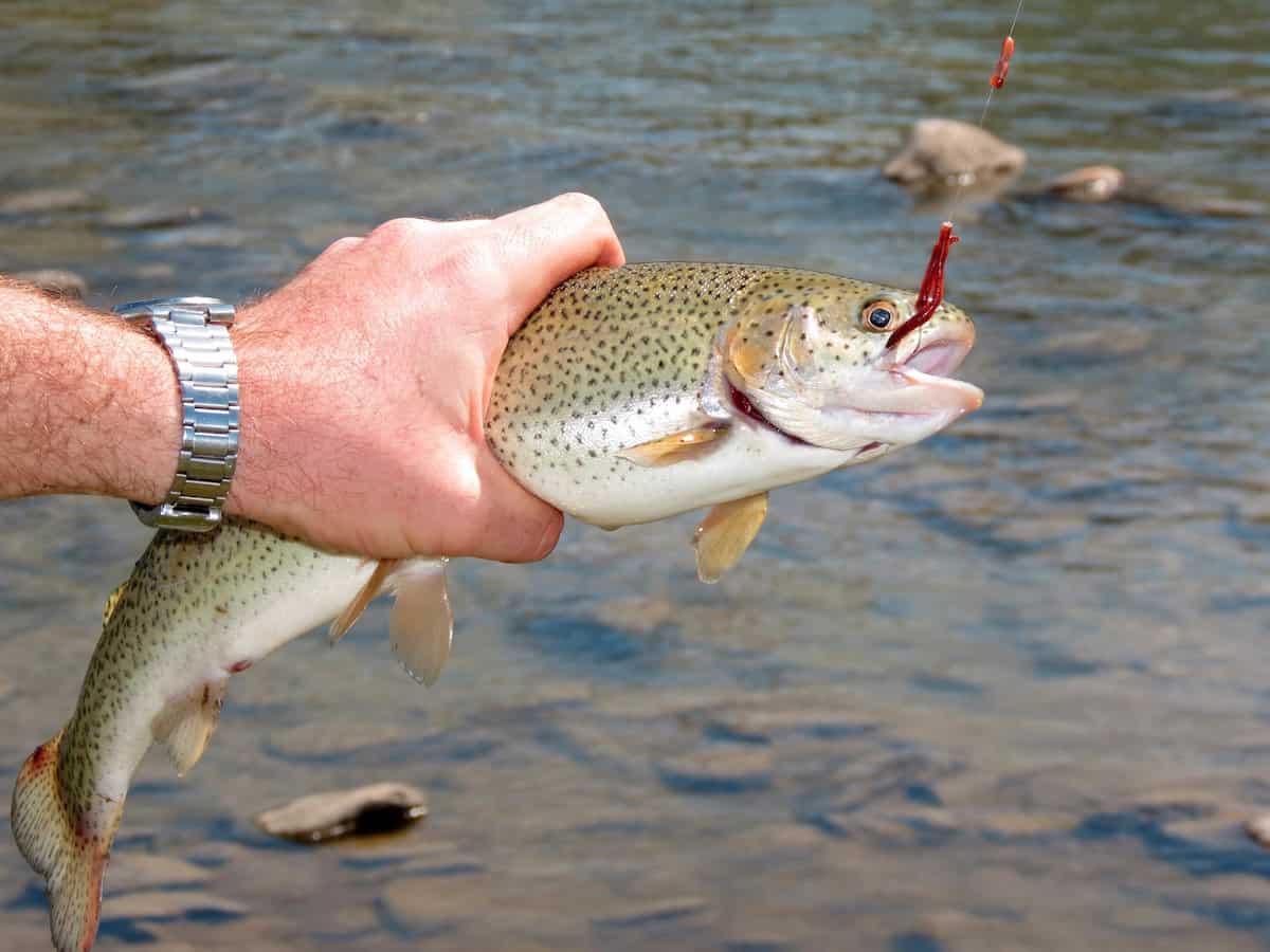 Trout Fishing in Southeast Minnesota and Trout Fishing in Iowa now available