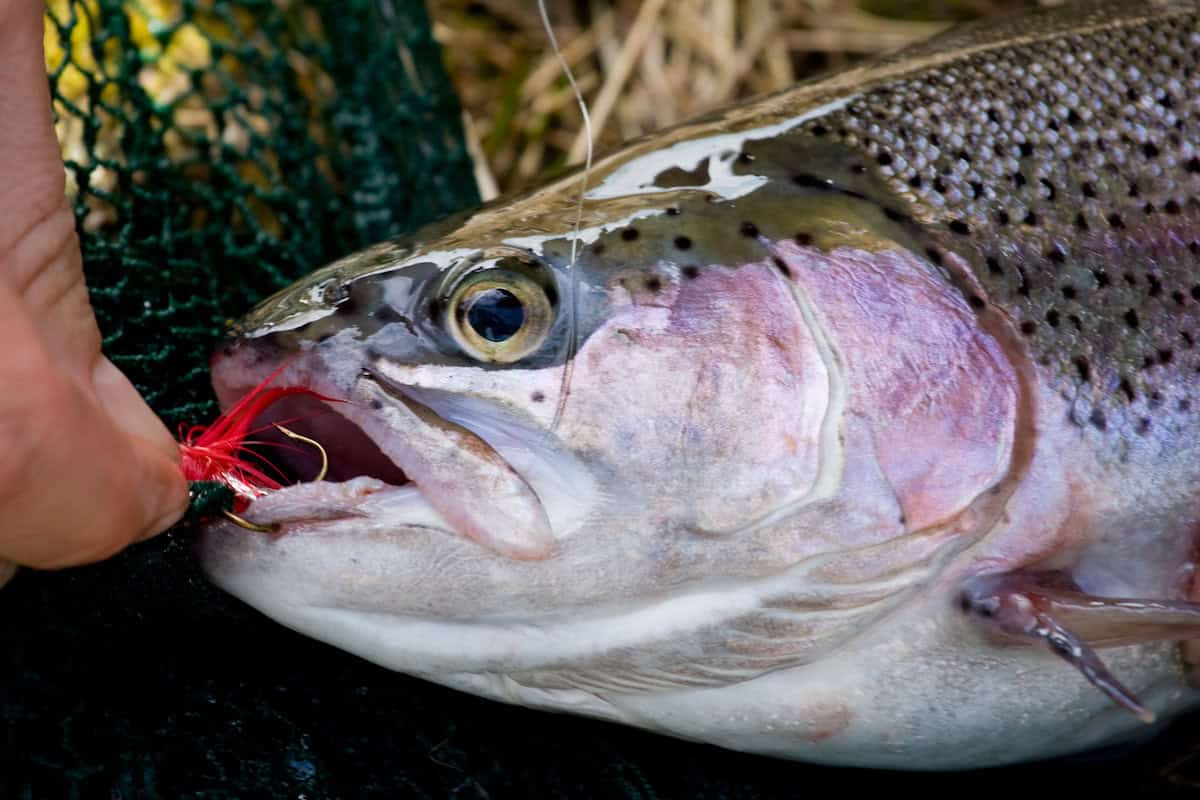 Closeup of someone unhooking a fly from the mouth of a rainbow trout.